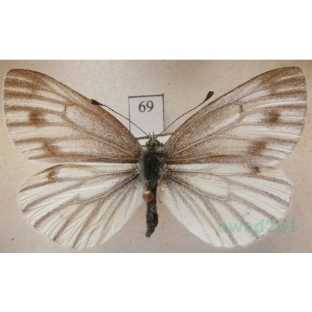 Pieris bryoniae (Hübner, 1806) female Bielinek bryonie Slovakia69